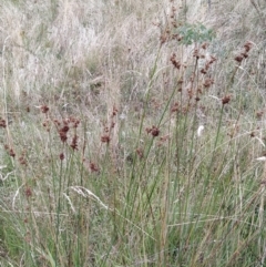 Juncus australis at Fadden, ACT - 31 Jan 2023