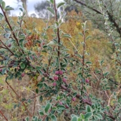 Cotoneaster rotundifolius (A Cotoneaster) at Wanniassa Hill - 31 Jan 2023 by KumikoCallaway