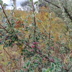 Cotoneaster rotundifolius at Fadden, ACT - 31 Jan 2023 06:49 PM