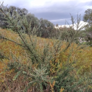 Cotoneaster rotundifolius at Fadden, ACT - 31 Jan 2023 06:49 PM