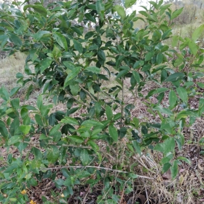 Ligustrum lucidum (Large-leaved Privet) at Fadden, ACT - 31 Jan 2023 by KumikoCallaway