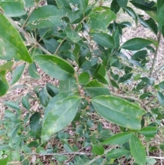 Ligustrum lucidum at Fadden, ACT - 31 Jan 2023