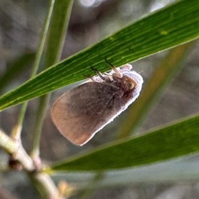 Anzora unicolor (Grey Planthopper) at Mount Ainslie - 31 Jan 2023 by Pirom