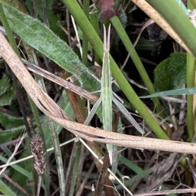 Acrida conica (Giant green slantface) at Ainslie, ACT - 31 Jan 2023 by Pirom