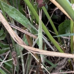 Acrida conica (Giant green slantface) at Ainslie, ACT - 31 Jan 2023 by Pirom