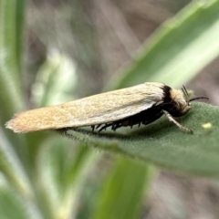 Oecophoridae provisional species 6 at Ainslie, ACT - 31 Jan 2023 by Pirom