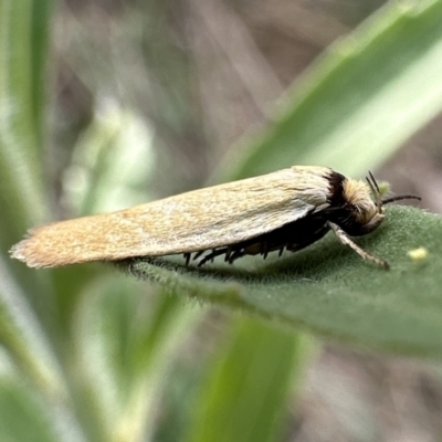 Oecophoridae provisional species 6 at Ainslie, ACT - 31 Jan 2023 by Pirom