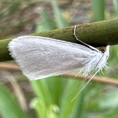 Tipanaea patulella (The White Crambid moth) at Ainslie, ACT - 31 Jan 2023 by Pirom