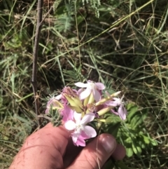 Saponaria officinalis (Soapwort, Bouncing Bet) at Stromlo, ACT - 6 Jan 2023 by Tapirlord