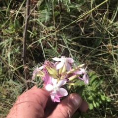 Saponaria officinalis (Soapwort, Bouncing Bet) at Lower Molonglo - 5 Jan 2023 by Tapirlord
