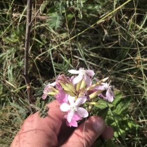 Saponaria officinalis at Stromlo, ACT - 6 Jan 2023