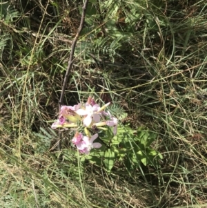 Saponaria officinalis at Stromlo, ACT - 6 Jan 2023