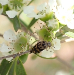 Mordella sydneyana (Pintail Beetle) at Murrumbateman, NSW - 26 Jan 2023 by SimoneC