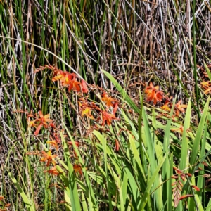 Crocosmia x crocosmiiflora at Throsby, ACT - 31 Jan 2023 11:23 AM