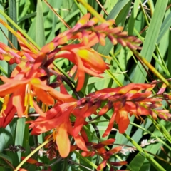 Crocosmia x crocosmiiflora at Throsby, ACT - 31 Jan 2023 11:23 AM