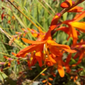 Crocosmia x crocosmiiflora at Throsby, ACT - 31 Jan 2023 11:23 AM