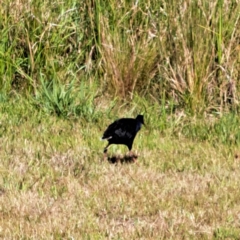 Porphyrio melanotus (Australasian Swamphen) at Throsby, ACT - 31 Jan 2023 by abread111