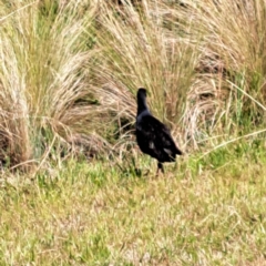 Porphyrio melanotus at Throsby, ACT - 31 Jan 2023 11:22 AM