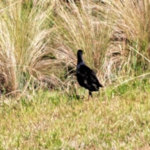 Porphyrio melanotus at Throsby, ACT - 31 Jan 2023