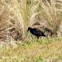 Porphyrio melanotus at Throsby, ACT - 31 Jan 2023