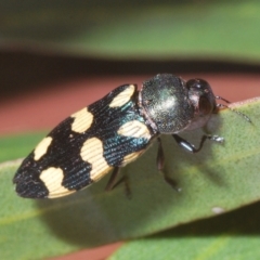 Unidentified Jewel beetle (Buprestidae) at Yathong Nature Reserve - 17 Sep 2020 by Harrisi