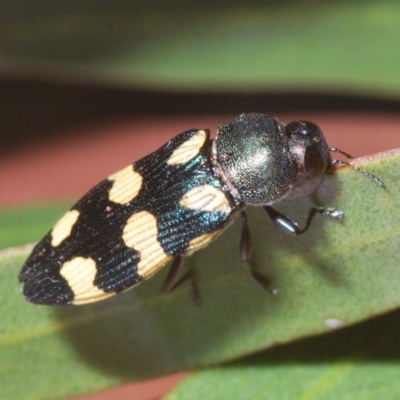 Unidentified Jewel beetle (Buprestidae) at Irymple, NSW - 17 Sep 2020 by Harrisi
