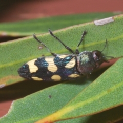 Castiarina markhanloni at Irymple, NSW - 17 Sep 2020