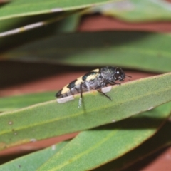 Castiarina markhanloni at Irymple, NSW - 17 Sep 2020