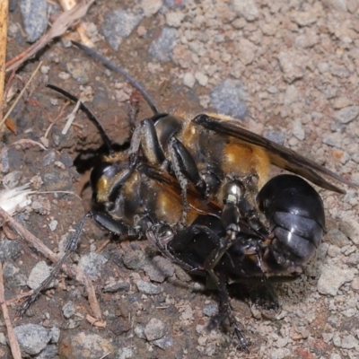 Unidentified Sand or digger wasp (Crabronidae or Sphecidae) at Wellington Point, QLD - 30 Jan 2023 by TimL