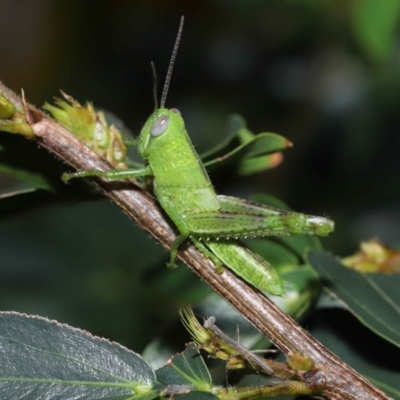 Valanga irregularis (Hedge Grasshopper) at Wellington Point, QLD - 29 Jan 2023 by TimL