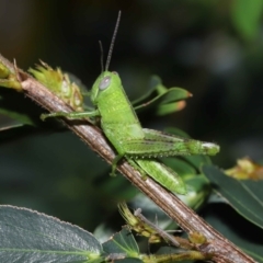 Unidentified Grasshopper (several families) (TBC) at Wellington Point, QLD - 29 Jan 2023 by TimL