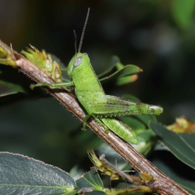 Unidentified Grasshopper (several families) at Wellington Point, QLD - 29 Jan 2023 by TimL