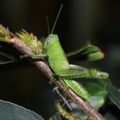 Valanga irregularis at Wellington Point, QLD - suppressed