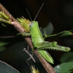 Valanga irregularis at Wellington Point, QLD - suppressed