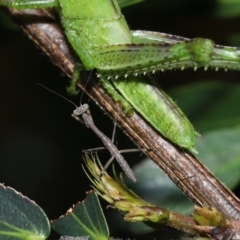 Unidentified Praying mantis (Mantodea) at Wellington Point, QLD - 29 Jan 2023 by TimL