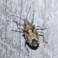 Unidentified Shield, Stink & Jewel Bug (Pentatomoidea) at Wellington Point, QLD - 28 Jan 2023 by TimL
