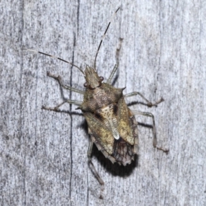 Bromocoris souefi at Wellington Point, QLD - suppressed