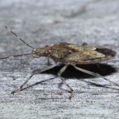 Bromocoris souefi at Wellington Point, QLD - suppressed