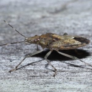 Bromocoris souefi at Wellington Point, QLD - suppressed