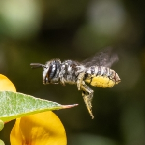 Megachile sp. (several subgenera) at Acton, ACT - 31 Jan 2023 12:56 PM