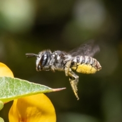 Unidentified Bee (Hymenoptera, Apiformes) at Acton, ACT - 31 Jan 2023 by Roger