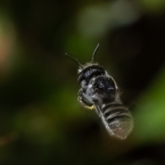 Megachile sp. (several subgenera) at Acton, ACT - 31 Jan 2023 12:56 PM