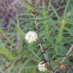 Acacia ulicifolia (Prickly Moses) at Theodore, ACT - 15 Oct 2022 by michaelb