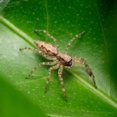 Helpis minitabunda (Threatening jumping spider) at Downer, ACT - 1 Feb 2023 by RobertD