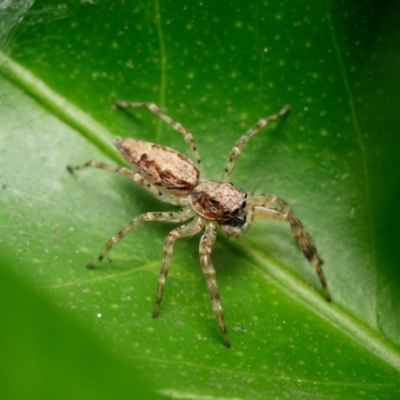 Helpis minitabunda (Threatening jumping spider) at Downer, ACT - 1 Feb 2023 by RobertD