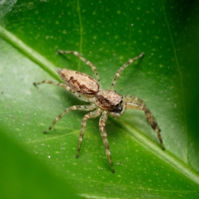 Helpis minitabunda (Threatening jumping spider) at Downer, ACT - 31 Jan 2023 by RobertD