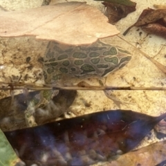 Limnodynastes tasmaniensis at QPRC LGA - 31 Jan 2023 by Safarigirl