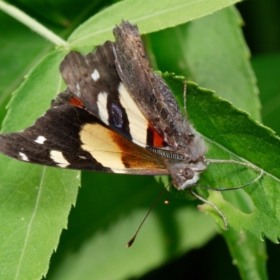 Vanessa itea (Yellow Admiral) at Downer, ACT - 31 Jan 2023 by RobertD