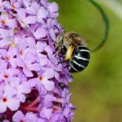 Amegilla (Zonamegilla) asserta (Blue Banded Bee) at Downer, ACT - 1 Feb 2023 by RobertD