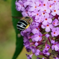 Amegilla (Zonamegilla) asserta at Downer, ACT - 1 Feb 2023